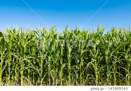 young fresh corn field growing, agriculture farming rural 141909243