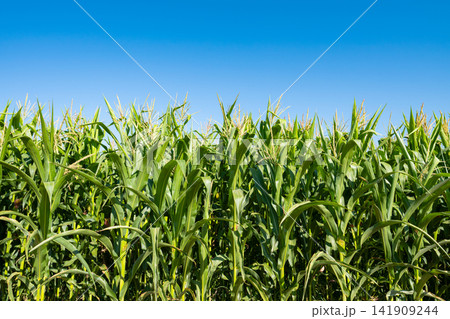young fresh corn field growing, agriculture farming rural young fresh corn field growing, agriculture farming rural 141909244