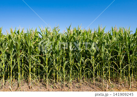 young fresh corn field growing, agriculture farming rural young fresh corn field growing, agriculture farming rural 141909245
