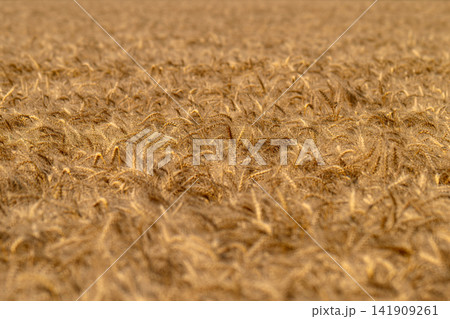 field with spikelets of ripe wheat field with spikelets of ripe wheat 141909261