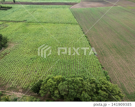 Drone aerial view of sugarcane fields and agricultural farmland in rural countryside Drone aerial view of sugarcane fields and agricultural farmland in rural countryside 141909385