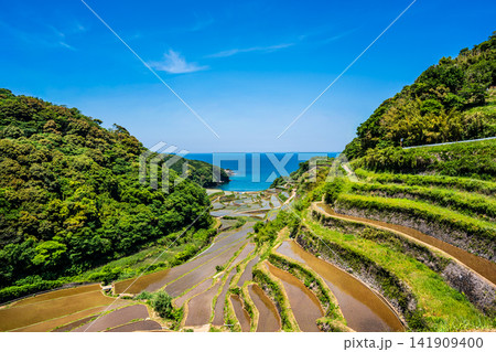 浜野浦の棚田(田植え後)【佐賀県東松浦郡玄海町】 浜野浦の棚田(田植え後)【佐賀県東松浦郡玄海町】 141909400