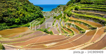 浜野浦の棚田(田植え後)パノラマ【佐賀県東松浦郡玄海町】 浜野浦の棚田(田植え後)パノラマ【佐賀県東松浦郡玄海町】 141909409