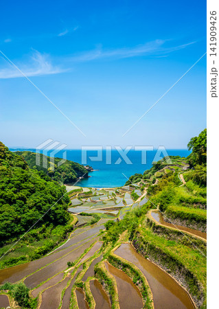 浜野浦の棚田(田植え後)【佐賀県東松浦郡玄海町】 浜野浦の棚田(田植え後)【佐賀県東松浦郡玄海町】 141909426