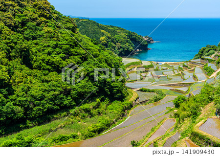 浜野浦の棚田(田植え後)【佐賀県東松浦郡玄海町】 浜野浦の棚田(田植え後)【佐賀県東松浦郡玄海町】 141909430