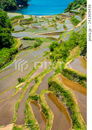 浜野浦の棚田(田植え後)【佐賀県東松浦郡玄海町】 浜野浦の棚田(田植え後)【佐賀県東松浦郡玄海町】 141909436