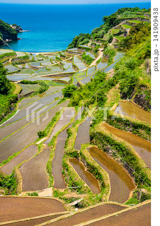 浜野浦の棚田(田植え後)【佐賀県東松浦郡玄海町】 浜野浦の棚田(田植え後)【佐賀県東松浦郡玄海町】 141909438