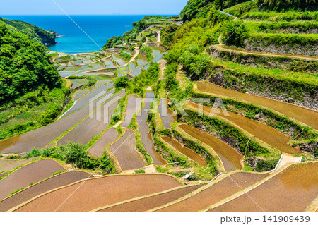 浜野浦の棚田（田植え後）【佐賀県東松浦郡玄海町】 141909439