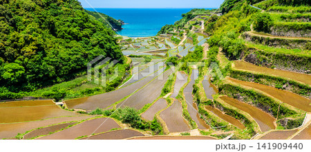 浜野浦の棚田(田植え後)パノラマ【佐賀県東松浦郡玄海町】 浜野浦の棚田(田植え後)パノラマ【佐賀県東松浦郡玄海町】 141909440