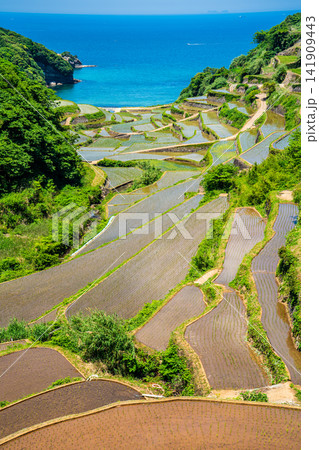 浜野浦の棚田(田植え後)【佐賀県東松浦郡玄海町】 浜野浦の棚田(田植え後)【佐賀県東松浦郡玄海町】 141909443