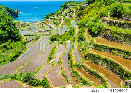 浜野浦の棚田(田植え後)【佐賀県東松浦郡玄海町】 浜野浦の棚田(田植え後)【佐賀県東松浦郡玄海町】 141909445