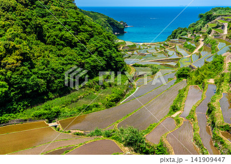 浜野浦の棚田(田植え後)【佐賀県東松浦郡玄海町】 浜野浦の棚田(田植え後)【佐賀県東松浦郡玄海町】 141909447