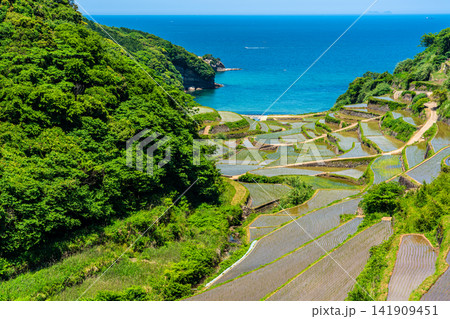 浜野浦の棚田(田植え後)【佐賀県東松浦郡玄海町】 浜野浦の棚田(田植え後)【佐賀県東松浦郡玄海町】 141909451