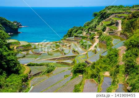 浜野浦の棚田（田植え後）【佐賀県東松浦郡玄海町】 141909455