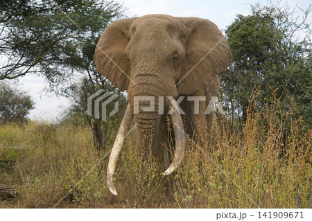 巨大な牙をもつアフリカゾウ 巨大な牙をもつアフリカゾウ 141909671
