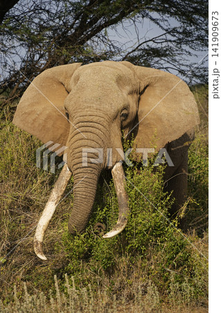 巨大な牙をもつアフリカゾウ 巨大な牙をもつアフリカゾウ 141909673