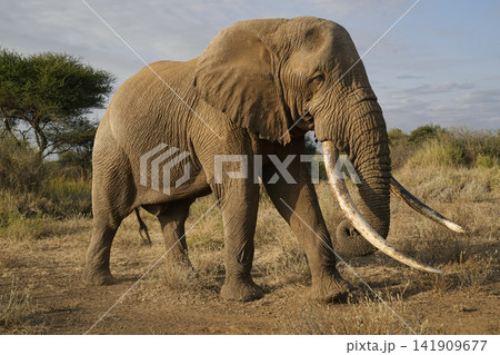 巨大な牙をもつアフリカゾウ 巨大な牙をもつアフリカゾウ 141909677