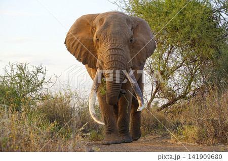 巨大な牙をもつアフリカゾウ 巨大な牙をもつアフリカゾウ 141909680
