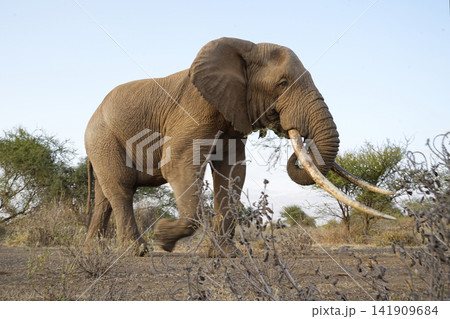 巨大な牙をもつアフリカゾウ 巨大な牙をもつアフリカゾウ 141909684