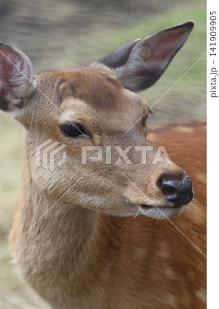 エゾシカ・旭山動物園(北海道・旭川市) エゾシカ・旭山動物園(北海道・旭川市) 141909905