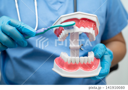 Doctor clean teeth denture with toothbrush for teach patient and dentist studying about dentistry. 141910080