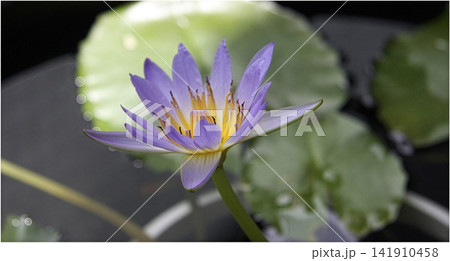 ミニビオトープに咲いた睡蓮の花 ミニビオトープに咲いた睡蓮の花 141910458