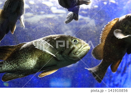 室蘭市みんなの水族館 141910856