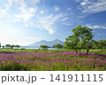 桧原湖のミソハギ 141911115