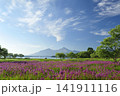 桧原湖のミソハギ 141911116