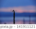 夕暮れのトンボ 141911121