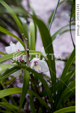 白色のシンビジューム（洋ラン）の花が咲いています。学名はCymbidiumです。 141911141