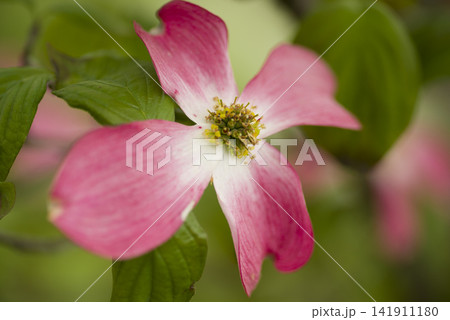 ピンク色のハナミズキ(花水木)の花が咲いています。学名はCornus floridaです。 ピンク色のハナミズキ(花水木)の花が咲いています。学名はCornus floridaです。 141911180