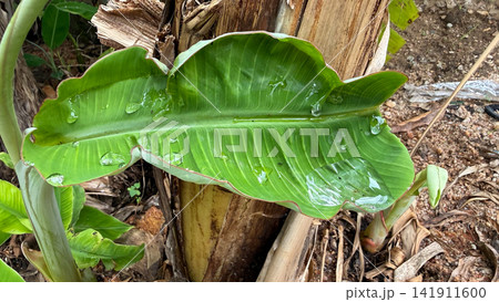 Fresh green banana leaf with clear water drops growing on a plant outdoors. Fresh green banana leaf with clear water drops growing on a plant outdoors. 141911600