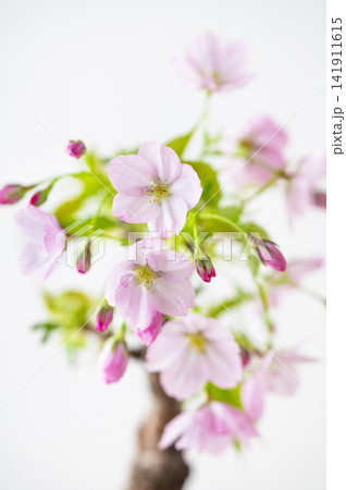 白背景に咲くピンクの桜の盆栽 白背景に咲くピンクの桜の盆栽 141911615