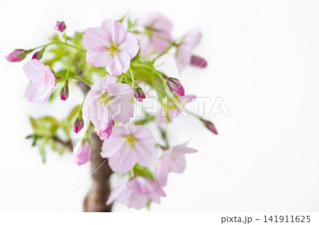 白背景に咲くピンクの桜の盆栽 白背景に咲くピンクの桜の盆栽 141911625