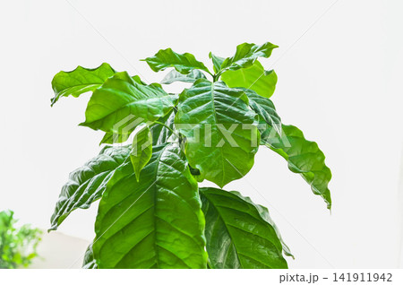 室内で育てる観葉植物 コーヒーの木 141911942