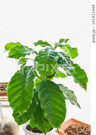 室内で育てる観葉植物 コーヒーの木 141911944