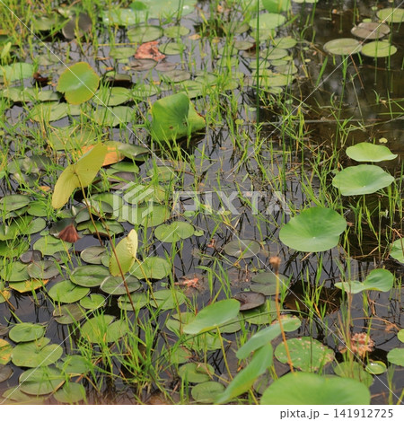 Green water lily leaves growing among grasses in a shallow natural wetland Green water lily leaves growing among grasses in a shallow natural wetland 141912725