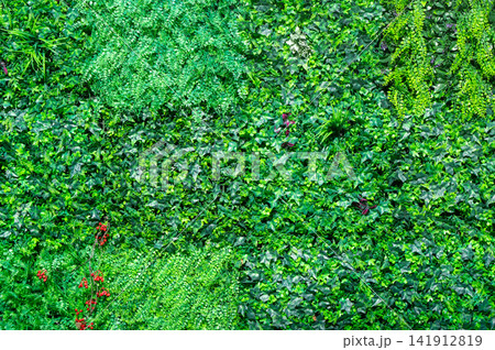 画面いっぱいに広がる鮮やかな緑の植物と壁面緑化のテクスチャ背景 画面いっぱいに広がる鮮やかな緑の植物と壁面緑化のテクスチャ背景 141912819