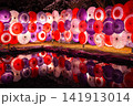 夜桜と和傘 141913014
