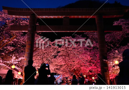 夜桜と和傘 141913015