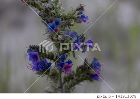 A close-up macro photograph of a blooming blueweed or Viper's Bugloss (Echium vulgare) plant, featuring multiple vibrant blue and purple flowers and some wilting brown buds on a spiky stalk. 141913079