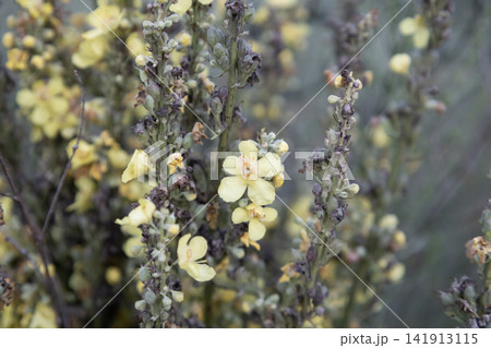 Close-up macro photograph of blooming yellow mullein wildflowers on tall green stalks, featuring delicate petals, fuzzy stems, and faded seed pods in a natural meadow during the summer season. Close-up macro photograph of blooming yellow mullein wildflowers on tall green stalks, featuring delicate petals, fuzzy stems, and faded seed pods in a natural meadow during the summer season. 141913115