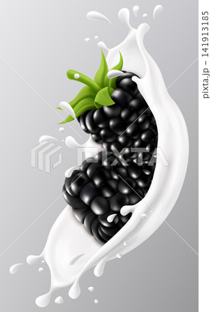 Blackberry falling in milk or yogurt splash with liquid droplets, isolated on a gray background for food design and healthy breakfast concept. Realistic 3d vector illustration Blackberry falling in milk or yogurt splash with liquid droplets, isolated on a gray background for food design and healthy breakfast concept. Realistic 3d vector illustration 141913185