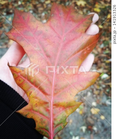 Oak autumn leaves in the palm Oak autumn leaves in the palm 141913326