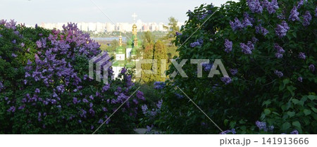 The Botanical Garden in Kyiv - lilac bushes and a church The Botanical Garden in Kyiv - lilac bushes and a church 141913666