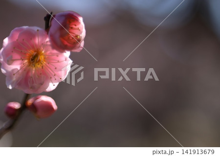 春を告げる梅の花 春を告げる梅の花 141913679