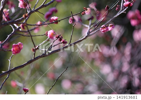 春を告げる梅の花 春を告げる梅の花 141913681