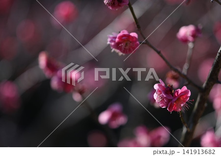 春を告げる梅の花 春を告げる梅の花 141913682