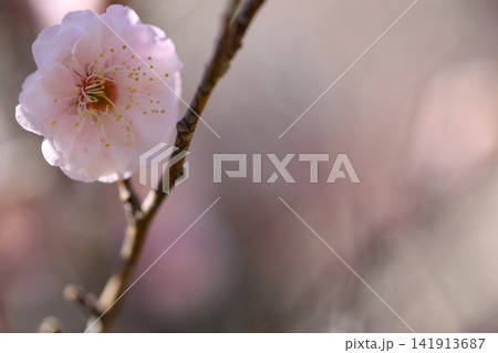 春を告げる梅の花 141913687